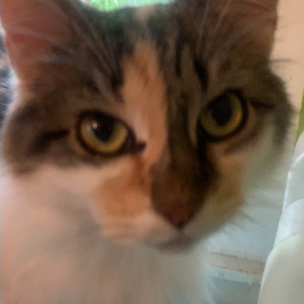 Meet your Posher, Abby